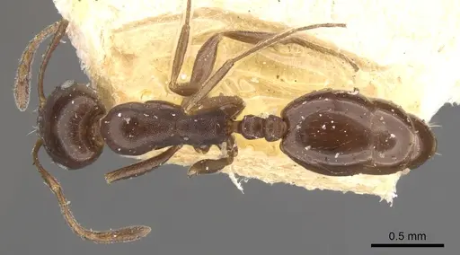Monomorium herero - CASENT0902200