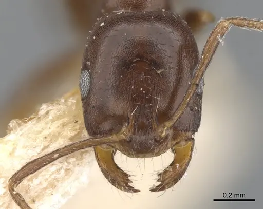 Monomorium herero - CASENT0902200