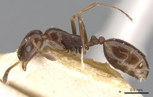 Monomorium herero - CASENT0902200