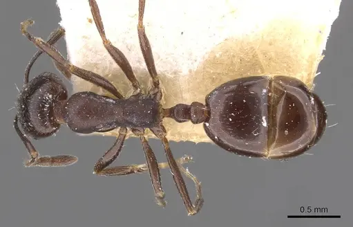Monomorium herero - CASENT0908739