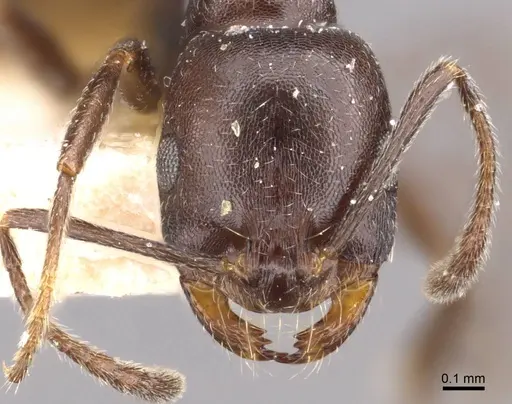 Monomorium herero - CASENT0908739