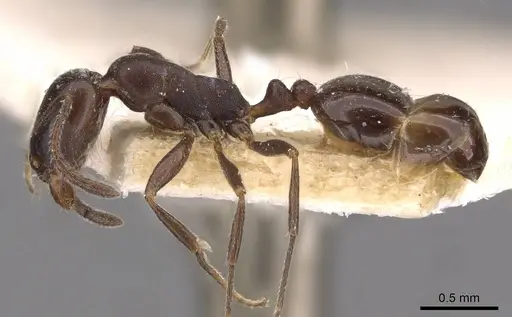 Monomorium herero - CASENT0908739