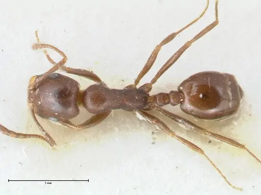 Monomorium herero - FOCOL1742