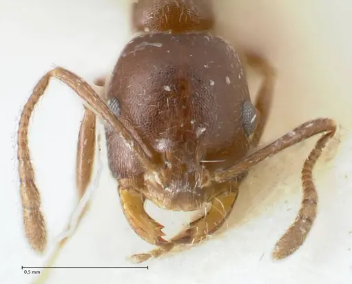 Monomorium herero - FOCOL1742