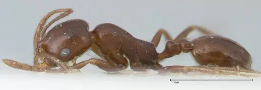 Monomorium herero - FOCOL1742