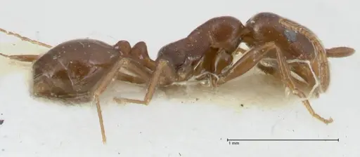 Monomorium herero - FOCOL1742