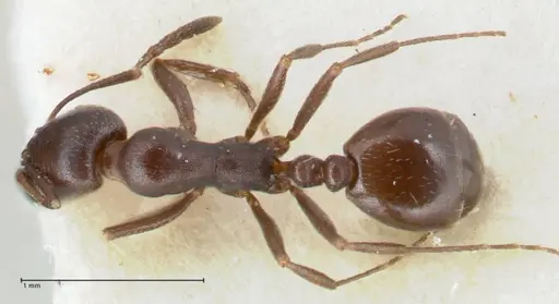 Monomorium herero - FOCOL1743