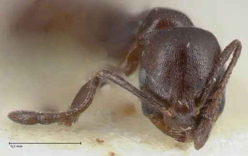 Monomorium herero - FOCOL1743