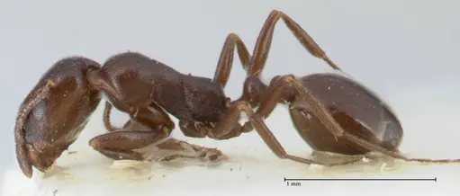 Monomorium herero - FOCOL1743