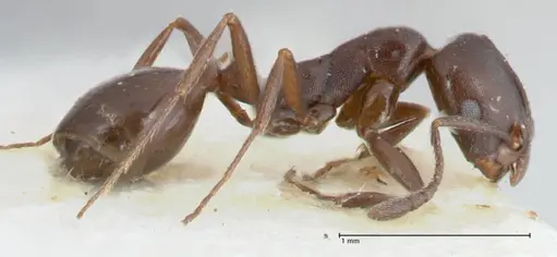 Monomorium herero - FOCOL1743