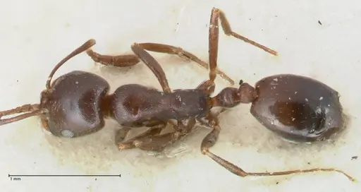 Monomorium herero - FOCOL1744