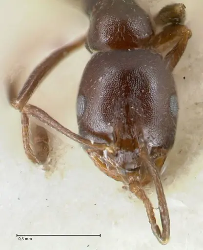 Monomorium herero - FOCOL1744