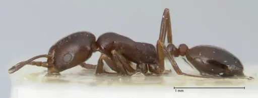 Monomorium herero - FOCOL1744