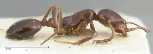 Monomorium herero - FOCOL1744