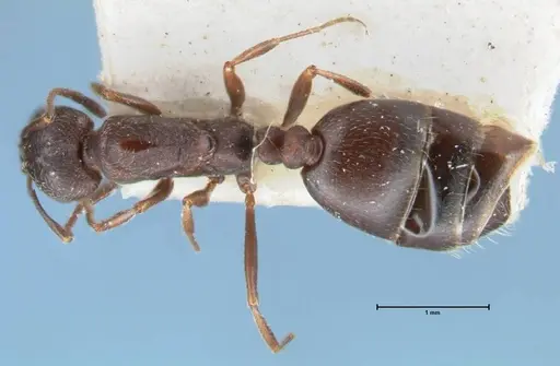 Monomorium herero - FOCOL1745