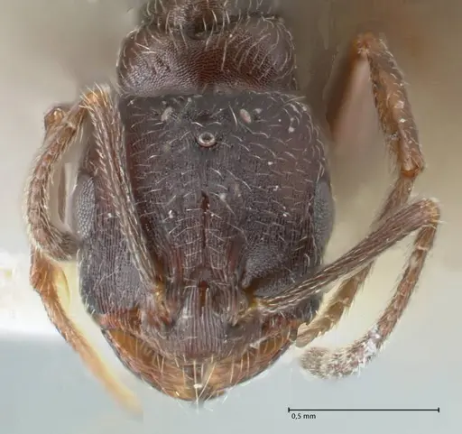 Monomorium herero - FOCOL1745