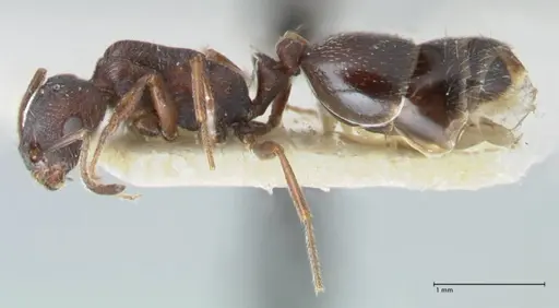 Monomorium herero - FOCOL1745