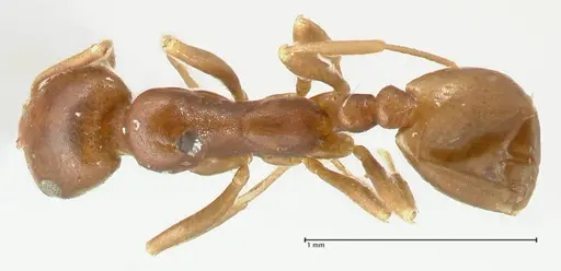 Monomorium herero - FOCOL2310