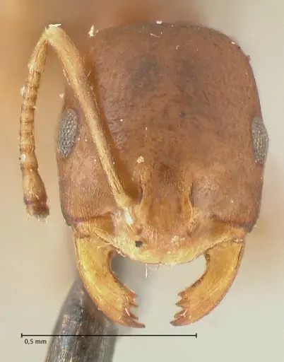 Monomorium herero - FOCOL2310