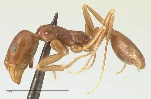 Monomorium herero - FOCOL2310