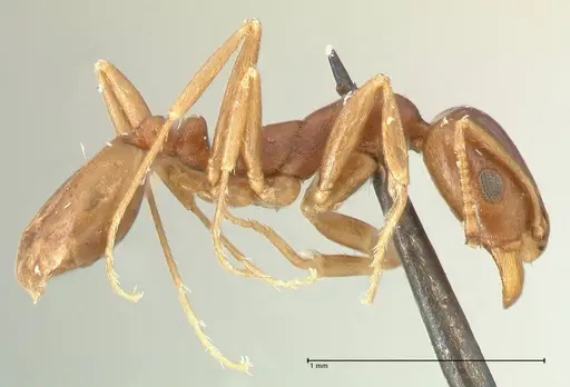 Monomorium herero - FOCOL2310