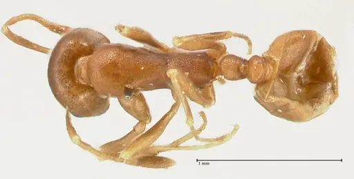 Monomorium herero - FOCOL2311
