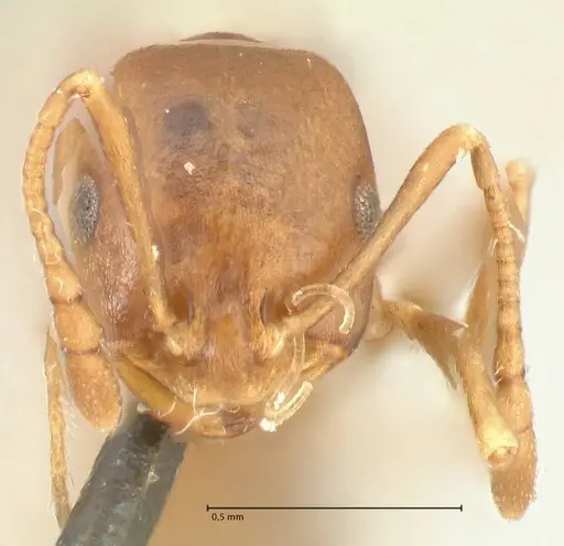Monomorium herero - FOCOL2311