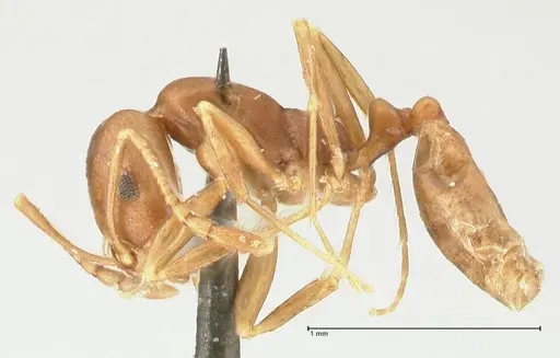 Monomorium herero - FOCOL2311