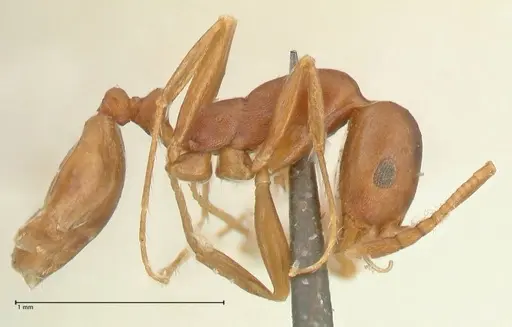 Monomorium herero - FOCOL2311