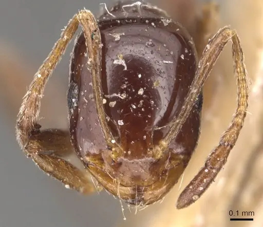 Monomorium hesperium specimen