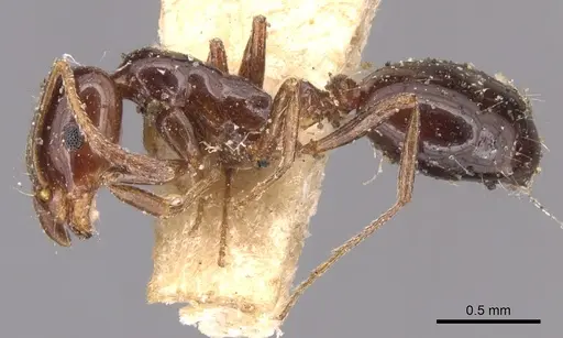 Monomorium hesperium specimen