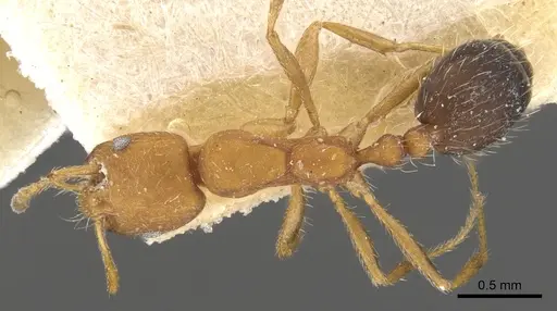 Monomorium hirsutum specimen