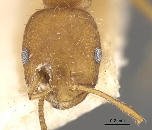 Monomorium hirsutum specimen