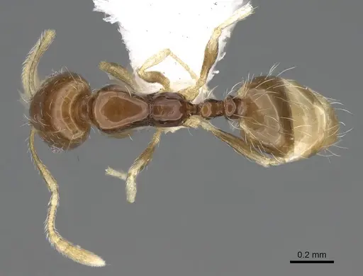 Monomorium holothir specimen
