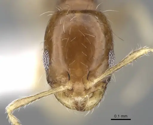 Monomorium holothir specimen