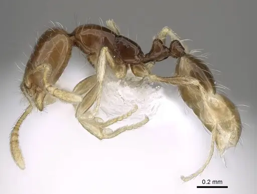 Monomorium holothir specimen