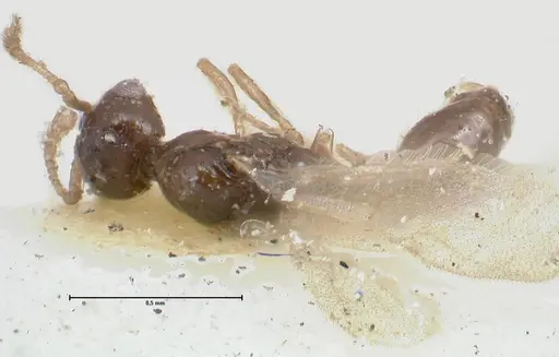 Monomorium hospitum specimen