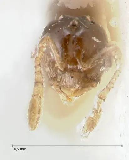 Monomorium hospitum specimen