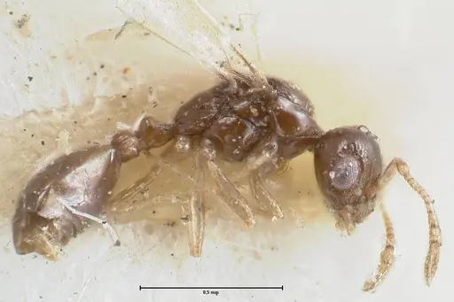Monomorium hospitum specimen