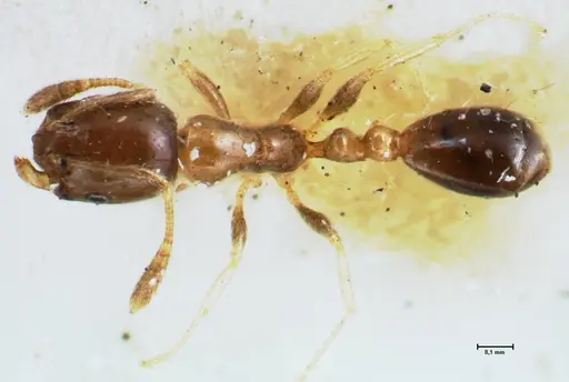 Monomorium hospitum - FOCOL1728