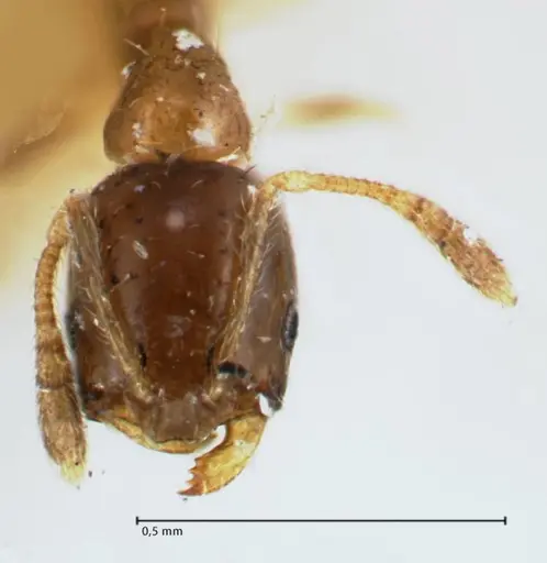 Monomorium hospitum - FOCOL1728