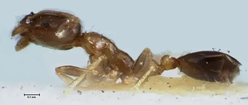 Monomorium hospitum - FOCOL1728