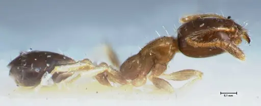 Monomorium hospitum - FOCOL1728