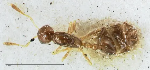 Monomorium hospitum - FOCOL1729