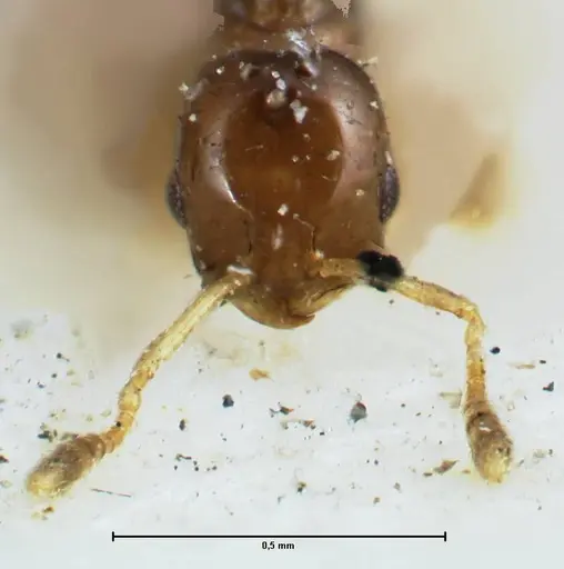 Monomorium hospitum - FOCOL1729