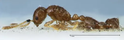 Monomorium hospitum - FOCOL1729