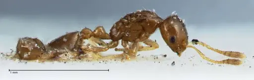 Monomorium hospitum - FOCOL1729