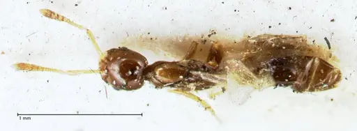 Monomorium hospitum - FOCOL1730