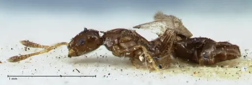 Monomorium hospitum - FOCOL1730