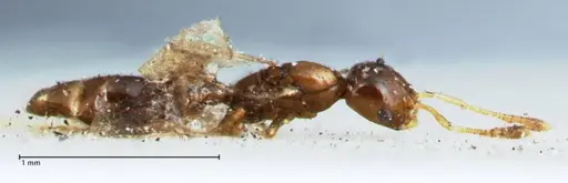 Monomorium hospitum - FOCOL1730